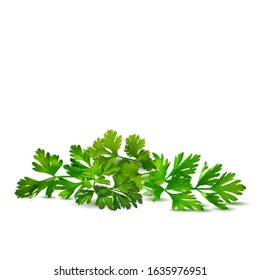 Fresh green plant, nutritious, tasty green parsley. Vector illustration. Vegetables ingredients in triangulation technique. Parsley low poly.