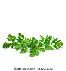 Fresh green plant, nutritious, tasty green parsley. Vector illustration. Vegetables ingredients in triangulation technique. Parsley low poly.