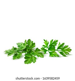 Fresh green plant, nutritious, tasty green parsley. Vector illustration. Vegetables ingredients in triangulation technique. Parsley low poly.