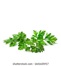 Fresh green plant, nutritious, tasty green parsley. Vector illustration. Vegetables ingredients in triangulation technique. Parsley low poly.
