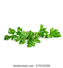 Fresh green plant, nutritious, tasty green parsley. Vector illustration. Vegetables ingredients in triangulation technique. Parsley low poly.