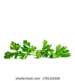 Fresh green plant, nutritious, tasty green parsley. Vector illustration. Vegetables ingredients in triangulation technique. Parsley low poly.