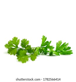 Fresh green plant, nutritious, tasty green parsley. Vector illustration. Vegetables ingredients in triangulation technique. Parsley low poly.