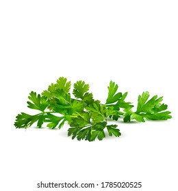 Fresh green plant, nutritious, tasty green parsley. Vector illustration. Vegetables ingredients in triangulation technique. Parsley low poly.