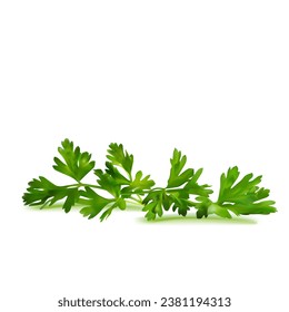 Fresh green plant, nutritious, tasty green parsley. Vector illustration. Vegetable ingredients in Mesh Tool technique. 