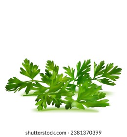 Fresh green plant, nutritious, tasty green parsley. Vector illustration. Vegetable ingredients in Mesh Tool technique. 