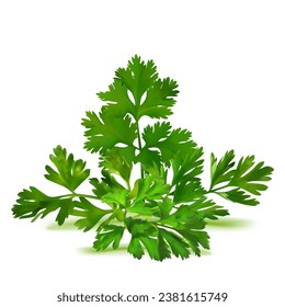 Fresh green plant, nutritious, tasty green parsley. Vector illustration. Vegetable ingredients in Mesh Tool technique. 