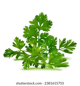 Fresh green plant, nutritious, tasty green parsley. Vector illustration. Vegetable ingredients in Mesh Tool technique. 