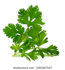 Fresh green plant, nutritious, tasty green parsley. Vector illustration. Vegetable ingredients in Mesh Tool technique. 