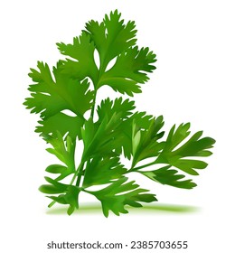 Fresh green plant, nutritious, tasty green parsley. Vector illustration. Vegetable ingredients in Mesh Tool technique. 