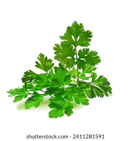 Fresh green plant, nutritious, tasty green parsley. Vector illustration. Vegetable ingredients in Mesh Tool technique. 