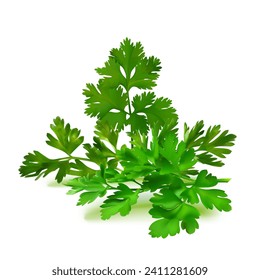 Fresh green plant, nutritious, tasty green parsley. Vector illustration. Vegetable ingredients in Mesh Tool technique. 