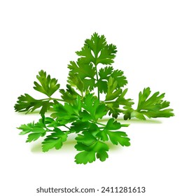 Fresh green plant, nutritious, tasty green parsley. Vector illustration. Vegetable ingredients in Mesh Tool technique. 