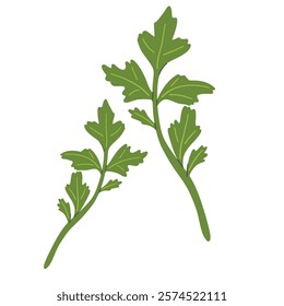 Fresh green plant, nutritious, tasty green parsley. Fresh green plant, nutritious, tasty green parsley. Vector illustration.