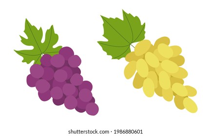 Uvas verdes y violetas frescas en un estilo plano. Agrupaciones enteras de bayas redondas y largas. Conjunto de ilustraciones vectoriales aisladas en fondo blanco.