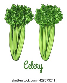 Fresh green raw celery. Isolated set