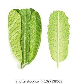 Fresh Green Romaine Lettuce Head And Leaf, Lactuca Sativa, Isolated On White. Food Concept. Fresh Juicy Raw Salad. Healthy Diet, Vegetarian, Spring Vegetables, Seasonings Vector Illustration Organic