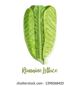 Fresh green Romaine Lettuce, Lactuca sativa, isolated on the white. Food concept. Fresh juicy raw cabbage. Healthy diet, vegetarian, spring vegetables, seasonings vector illustration organic salads