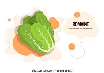 fresh green romaine sticker tasty vegetable icon healthy food concept horizontal copy space vector illustration