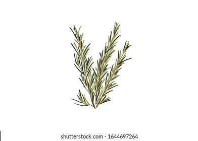 Fresh green rosemary herb vector illustration on white background