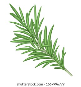 Fresh green rosemary. Vector illustration.