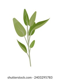 Fresh green Sage sprig isolated on white background. Sage herb leaves, bunch of organic aromatic spices for cooking food, culinary concept. Vector illustration.