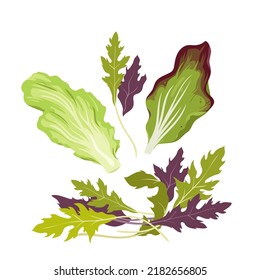 Fresh green salad leaves. Natural farming product, salad ingredient, organic herbs vector illustration