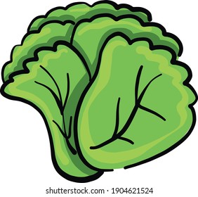 Fresh green salad lettuce vector illustration on a white background.