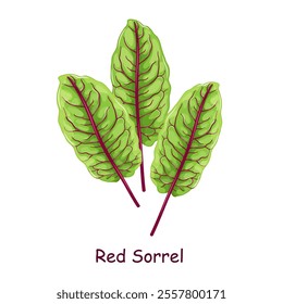 Fresh green sorrel leaves with red veins, vegetarian food, healthy menu. Herbs spice, salad and meals. Graphic element for website, botanical infographics and educational materials, print design