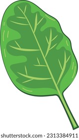 Fresh Green Spinach Leaf Vegetable