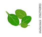 Fresh green spinach leaves on a white background.