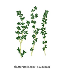 Fresh green sprigs of thyme, savory on white background. For use as logos on cards, in printing, posters, invitations, web design and other purposes.