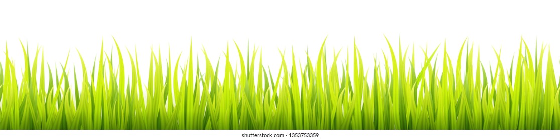 Fresh and green spring grass growth. Springtime lawn lighted with a sunlight during the day time. Herbal growth banner
