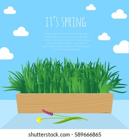 La hierba fresca verde de primavera brota en la olla sobre fondo azul cielo claro. Plantilla de vectores para portada de folletos, sitio web, banner, cartel y tarjeta.