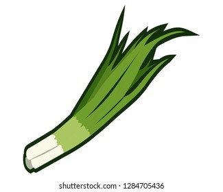 Fresh and green spring onion or scallion