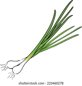 Fresh green spring onions, isolated vector illustration