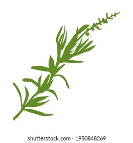 Fresh green tarragon branch isolated on white background.  Vector flat botanical illustration. Culinary herbs and spices. Design for menu, card, print