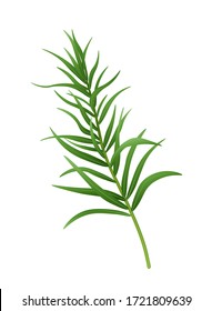 Fresh Green Tarragon Branch. Vector Illustration.