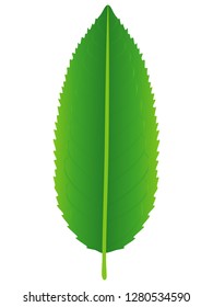 Fresh green tea leaf isolated on a white background.