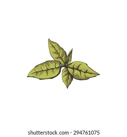 Fresh green tea leaf on white background. Vector illustration.
