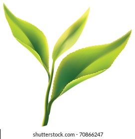 Fresh green tea leaf on white background. Vector illustration.