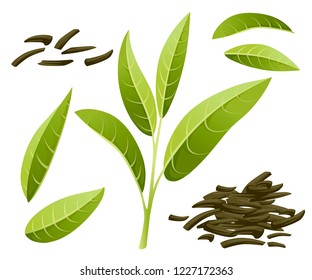 Fresh green tea leaves and pile dry tea. Green tea for design, advertising and packaging. Flat vector illustration isolated on white background.