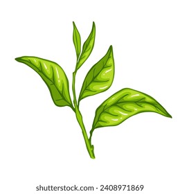 Fresh green tea leaves.Botanical element.Vector graphic.