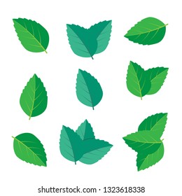 Fresh green tea sprig and mint leaves. Mint leaves vector logo