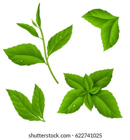 Fresh green tea sprig and mint leaves with drops of dew.Vector illustration of plant on isolated background. Eps 10