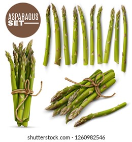 Fresh green tender asparagus shoots spears realistic set with 2 tied bunches and scattered stalks vector illustration