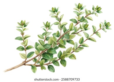 Fresh green thyme sprig, botanical illustration, watercolor style, natural herbs, culinary use, organic gardening.