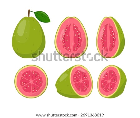 Fresh Guava fruit set. Whole, half and cut guava. Tropical exotic fruit icons. Organic fresh fruits for healthy food. Vector illustration isolated on white background.