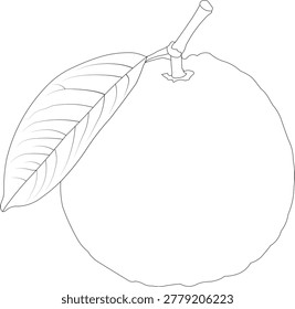 Fresh guava fruit vector illustration with natural tropical style and vibrant green colors. Perfect for food branding, juice labels, organic product packaging, healthy lifestyle posters, grocery advertisements, social media, menu design, and print projects. High-quality EPS artwork featuring detailed fruit texture and clean modern design for professional creative use.