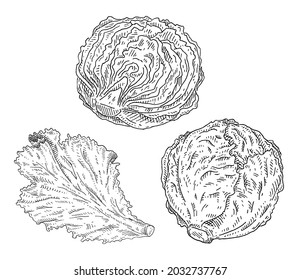 Fresh half and whole head cabbage and leaf lettuce. Vintage vector hatching monochrome black illustration. Isolated on white background. Hand drawn design